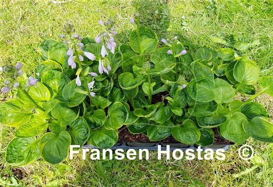 Hosta Pinners